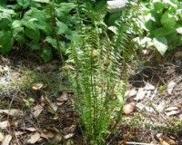 asplenium platyneuron 2010.jpg